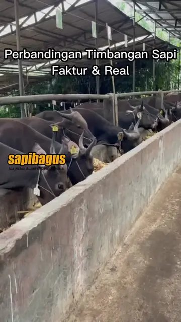 Perbandingan-Bobot-Timbangan-Sapi-Faktur-Dan-Real